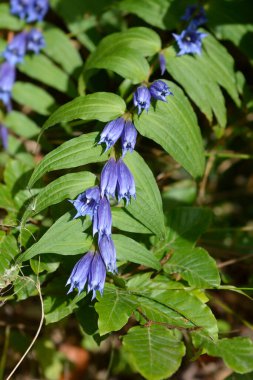 Söğüt çiçekleri ve yapraklar - Latince adı - Gentiana asclepiadea