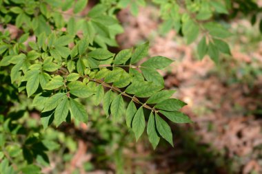 Latince adı Euonymus Alatus olan yanan çalılık.