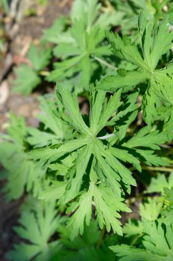 Beyaz çayır turna kuşu yaprakları - Latince adı - Geranium pratense F. albiflorum
