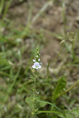 Kekik yapraklı Speedwell çiçeği - Latince adı - Veronica serpillifolia