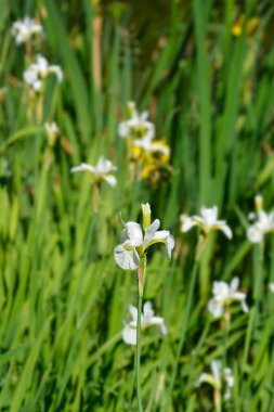 Sibirya İris Çiçeği - Latince adı - Iris sibirica Kar Kraliçesi