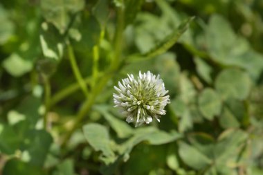 Beyaz yonca çiçeği - Latince adı - Trifolium tövbe eder
