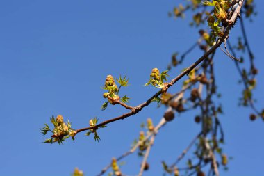 American sweetgum branches with flowers and seed balls - Latin name - Liquidambar styraciflua clipart