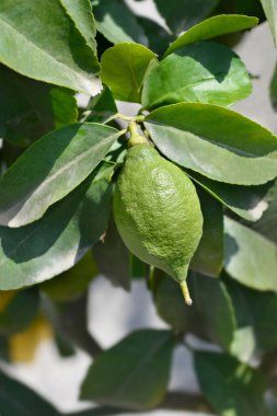Limonlu olgunlaşmamış meyve - Latince adı - Citrus limon