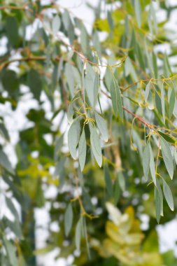 Elma sakızı yaprakları - Latince adı - okaliptüs gunnii