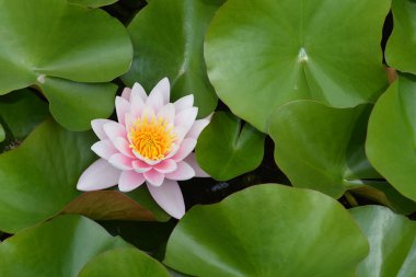 Pembe nilüfer çiçeği ve yaprakları - Latince adı - Nymphaea Marliacea Rosea