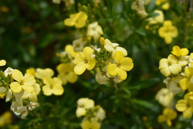 Sarı Wallflowers - Latince adı - Erysimum cheiri Primerose Dame