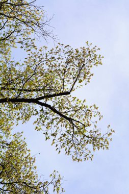 Avrupa 'da çiçek dalları - Latince adı - Ostrya carpinifolia