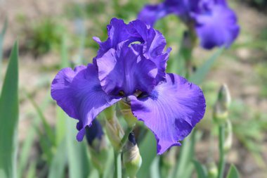 Uzun sakallı süsen çiçeği - Latince adı - Iris Royal Regency