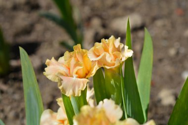 Standart Cüce Sakallı Iris şeftali çiçekleri - Latince adı - Iris Bale Dersi