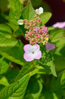 Dağ ortancaları pembe çiçekler - bilimsel adı - Hydrangea serrata Preziosa 