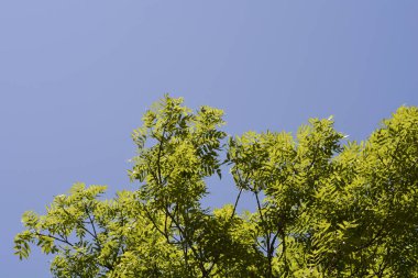 Yapraklı yaygın kül dalları angablue gökyüzü - Latince adı - Fraxinus Excelsior