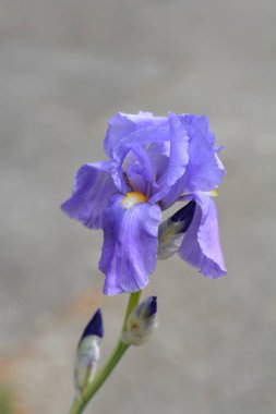 Variegated Dalmatian Iris flowers - Latin name - Iris pallida Variegata clipart