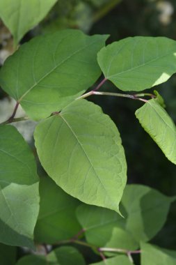 Japon düğümü yaprakları - Latince adı - Fallopia japonica
