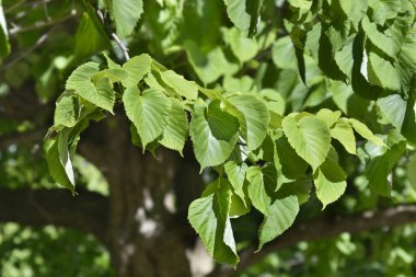 Mendil ağacı yaprakları - Latince adı - Davidia involucrata var. Vilmoriniana
