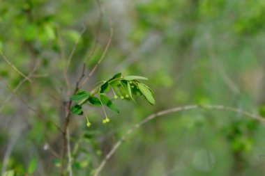 Kafkas çiçeği tomurcukları - Latince adı - Andrachne colchica