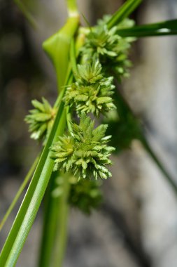 Tall flatsedge - Latin name - Cyperus eragrostis clipart