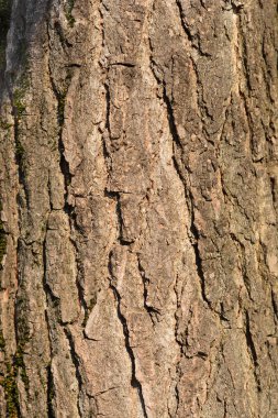 American sweetgum bark detail - Latin name - Liquidambar styraciflua clipart