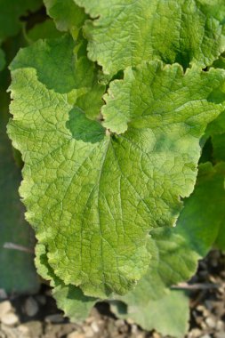 Cornish çan çiçeğinin yaprakları - Latince adı - Campanula alliariifolia