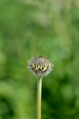 Giant scabious flower bud - Latin name - Cephalaria gigantea clipart