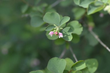 Küçük çiçekli yaygın kar çileği dalı - Latince adı - Symphoricarpos albus