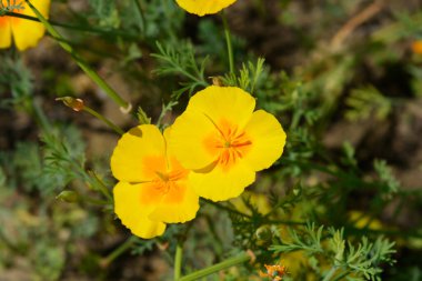 Altın gelincik çiçekleri - Latince adı - Escholzia calinica