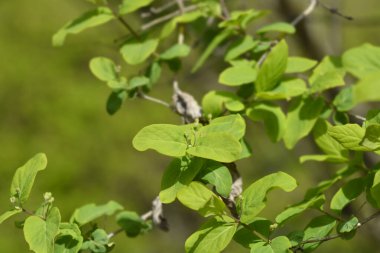 Çiçek tomurcuklu hanımeli dalı- Latince adı Lonicera morrowii