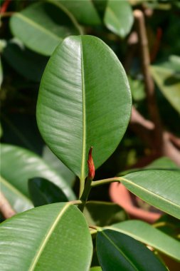 Plastik bitki yaprakları - Latince adı Ficus elastica Decora
