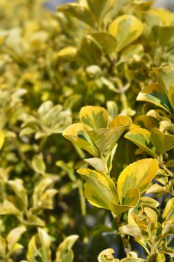 Japonlar çeşitli yapraklar - Latince adı Euonymus japonicus Aureus