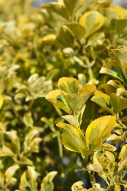 Japanes spindle variegated leaves - Latin name - Euonymus japonicus Aureus clipart