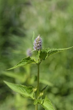 Kore meyan kökü nane - Latince adı - Agastache rugosa