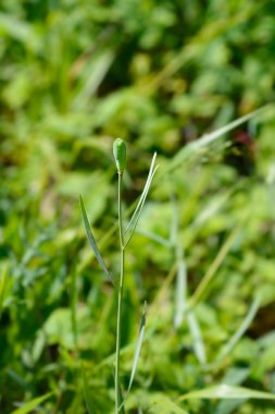 Alp kareli tohum kapsülü - Latince adı - Fritillaria orientalis