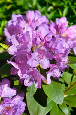 Catawba rhododendron flowers - Latin name - Rhododendron catawbiense Grandiflorum clipart