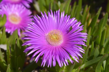 Kırmızı kırmızı incir çiçekleri - Latince adı - Carpobrotus acinaciforis