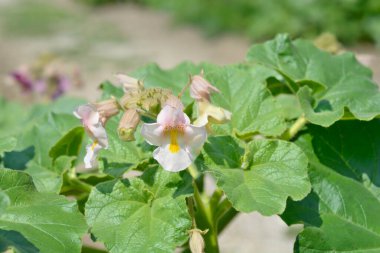 Common devils claw flowers - Latin name - Proboscidea louisianica clipart