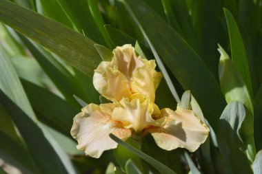 Standart Cüce Sakallı Iris şeftali çiçeği - Latince adı - Iris Bale Dersi