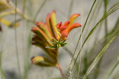Kangaroo Paw flower buds - Latin name - Anigozanthos hybrids