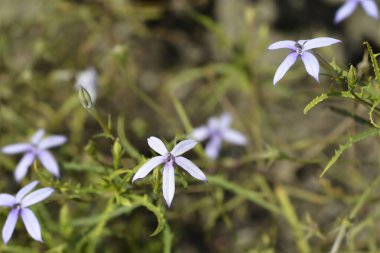 Kaya izotomi çiçekleri - Latince adı - Isotoma axillaris