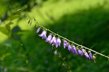 Sürünen çan çiçekleri - Latince adı - Campanula rapunculoides