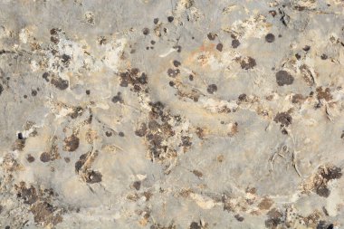 Yosun büyümesi ve çatlakları olan dokulu ve yıpranmış bir taş yüzeyi soyut bir kalıp oluşturuyor.