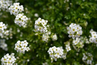 Chamois cress white flowers - Latin name - Hornungia alpina clipart