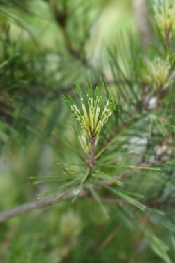 Dragons-eye Japanese Red Pine branch - Latin name - Pinus densiflora Oculus-draconis clipart