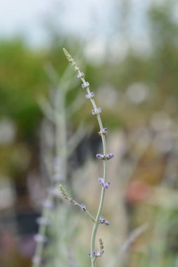 Russian sage flower buds - Latin name - Perovskia atriplicifolia Blue Spire clipart