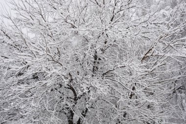 Neredeyse siyah ağaç dalları kalın beyaz karla kaplanarak soğuk ve kış durgunluğu hissi veriyor.