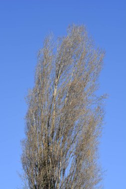Lombardy kavak ağacı kışın mavi gökyüzüne karşı Latince adı Populus nigra var. italica