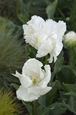 Beyaz papağan lale çiçekleri - Latince adı - Tulipa Süper Papağanı