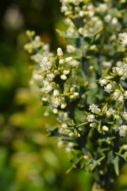 Çapa çiçekleri - Latince adı - Colletia paradoxa