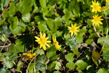 Daha az celandin çiçeği - Latince adı - Ficaria verna