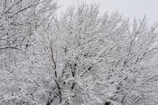 Neredeyse siyah ağaçlar kalın beyaz karla kaplı, soğuk ve kışın durgunluğunu iletiyorlar.