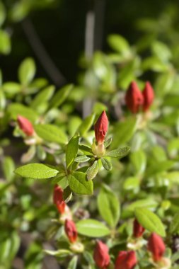 Azalea kırmızı çiçek tomurcukları - Latince adı - Rododendron Girards Kırmızı